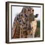 Giraffe female bending down to calf, Okavango, Botswana-Sergey Gorshkov-Framed Photographic Print