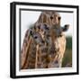 Giraffe female bending down to calf, Okavango, Botswana-Sergey Gorshkov-Framed Photographic Print