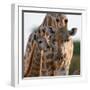 Giraffe female bending down to calf, Okavango, Botswana-Sergey Gorshkov-Framed Photographic Print