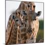 Giraffe female bending down to calf, Okavango, Botswana-Sergey Gorshkov-Mounted Photographic Print