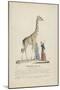 Giraffe femelle-null-Mounted Giclee Print