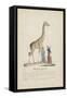 Giraffe femelle-null-Framed Stretched Canvas