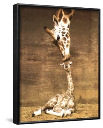 Kiss My Giraffe by Erin Nicholas Kiss My Giraffe by Erin Nicholas