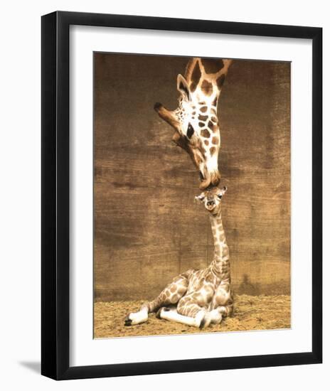 Giraffe, First Kiss-Ron D'Raine-Framed Art Print