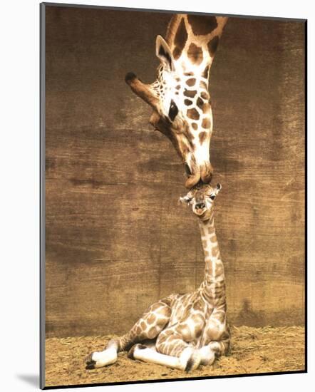 Giraffe, First Kiss-Ron D'Raine-Mounted Art Print