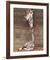 Giraffe, First Kiss-Ron D'Raine-Framed Art Print