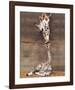 Giraffe, First Kiss-Ron D'Raine-Framed Art Print