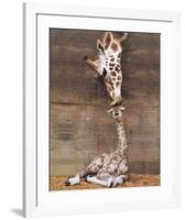 Giraffe, First Kiss-Ron D'Raine-Framed Art Print