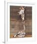 Giraffe, First Kiss-Ron D'Raine-Framed Art Print