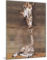 Giraffe, First Kiss-Ron D'Raine-Mounted Art Print