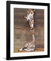Giraffe, First Kiss-Ron D'Raine-Framed Art Print