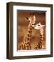 Giraffe, First Love-null-Framed Art Print