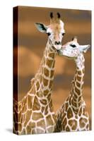 Giraffe First Love-Ron D'Raine-Stretched Canvas