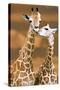 Giraffe First Love-Ron D'Raine-Stretched Canvas