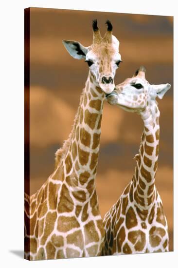 Giraffe First Love-Ron D'Raine-Stretched Canvas