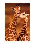 Giraffe, First Love-null-Stretched Canvas