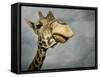 Giraffe, Fossil Rim Wildlife Area, Texas, Usa-Rob Sheppard-Framed Stretched Canvas