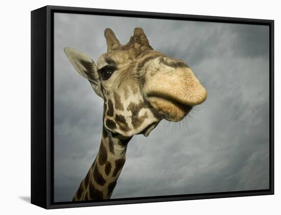 Giraffe, Fossil Rim Wildlife Area, Texas, Usa-Rob Sheppard-Framed Stretched Canvas