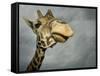 Giraffe, Fossil Rim Wildlife Area, Texas, Usa-Rob Sheppard-Framed Stretched Canvas