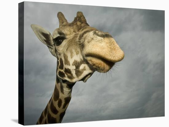 Giraffe, Fossil Rim Wildlife Area, Texas, Usa-Rob Sheppard-Stretched Canvas