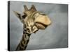 Giraffe, Fossil Rim Wildlife Area, Texas, Usa-Rob Sheppard-Stretched Canvas