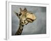 Giraffe, Fossil Rim Wildlife Area, Texas, Usa-Rob Sheppard-Framed Photographic Print