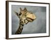 Giraffe, Fossil Rim Wildlife Area, Texas, Usa-Rob Sheppard-Framed Photographic Print