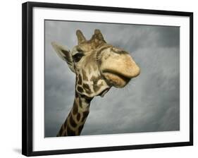 Giraffe, Fossil Rim Wildlife Area, Texas, Usa-Rob Sheppard-Framed Photographic Print