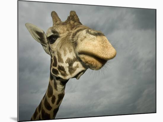 Giraffe, Fossil Rim Wildlife Area, Texas, Usa-Rob Sheppard-Mounted Photographic Print