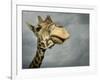 Giraffe, Fossil Rim Wildlife Area, Texas, Usa-Rob Sheppard-Framed Photographic Print