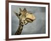 Giraffe, Fossil Rim Wildlife Area, Texas, Usa-Rob Sheppard-Framed Photographic Print