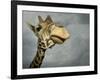 Giraffe, Fossil Rim Wildlife Area, Texas, Usa-Rob Sheppard-Framed Photographic Print