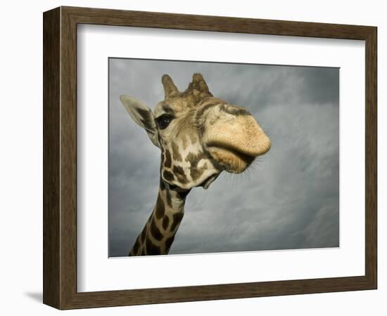 Giraffe, Fossil Rim Wildlife Area, Texas, Usa-Rob Sheppard-Framed Photographic Print