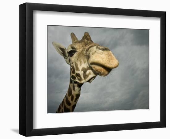 Giraffe, Fossil Rim Wildlife Area, Texas, Usa-Rob Sheppard-Framed Photographic Print