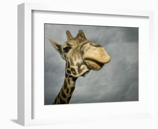 Giraffe, Fossil Rim Wildlife Area, Texas, Usa-Rob Sheppard-Framed Photographic Print