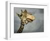 Giraffe, Fossil Rim Wildlife Area, Texas, Usa-Rob Sheppard-Framed Photographic Print