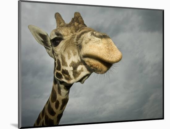 Giraffe, Fossil Rim Wildlife Area, Texas, Usa-Rob Sheppard-Mounted Photographic Print