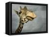 Giraffe, Fossil Rim Wildlife Area, Texas, Usa-Rob Sheppard-Framed Stretched Canvas