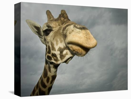 Giraffe, Fossil Rim Wildlife Area, Texas, Usa-Rob Sheppard-Stretched Canvas