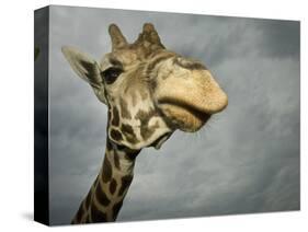 Giraffe, Fossil Rim Wildlife Area, Texas, Usa-Rob Sheppard-Stretched Canvas