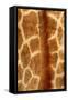 Giraffe Fur-Siede Preis-Framed Stretched Canvas