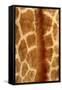 Giraffe Fur-Siede Preis-Framed Stretched Canvas