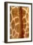 Giraffe Fur-Siede Preis-Framed Photographic Print