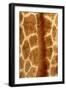 Giraffe Fur-Siede Preis-Framed Photographic Print