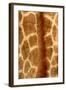 Giraffe Fur-Siede Preis-Framed Photographic Print