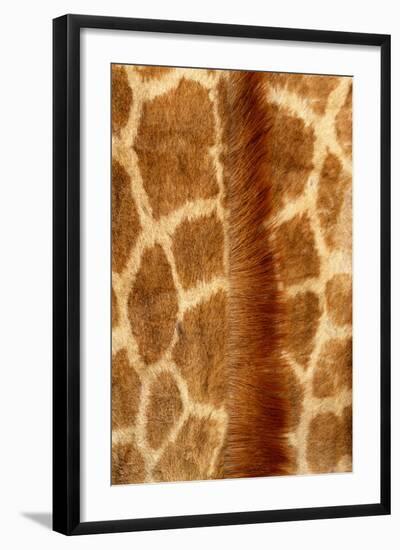 Giraffe Fur-Siede Preis-Framed Photographic Print