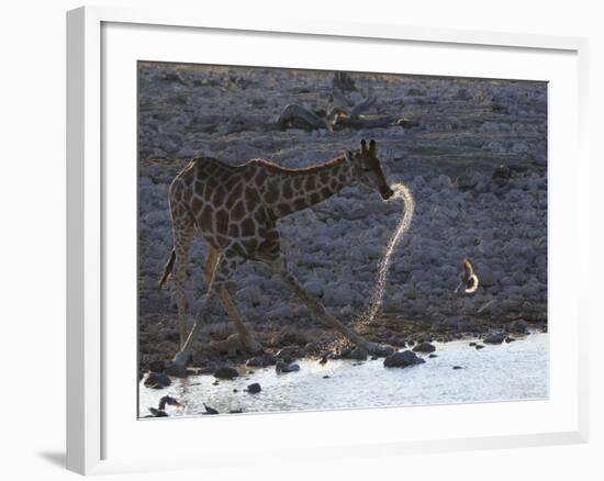 Giraffe (Giraffa camelopardalis) adult, drinking at riverbed waterhole, backlit at sunset, Etosha-Shem Compion-Framed Photographic Print