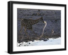 Giraffe (Giraffa camelopardalis) adult, drinking at riverbed waterhole, backlit at sunset, Etosha-Shem Compion-Framed Photographic Print