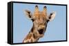 Giraffe (Giraffa camelopardalis) adult female, close-up of head, mouth open, Etosha-Malcolm Schuyl-Framed Stretched Canvas