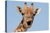 Giraffe (Giraffa camelopardalis) adult female, close-up of head, mouth open, Etosha-Malcolm Schuyl-Stretched Canvas